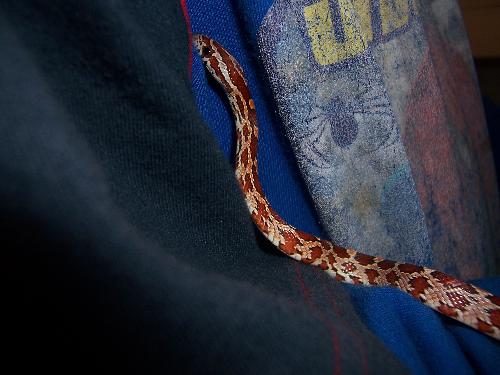 Leila Cornsnake - Only four months old, and she is a sweetie!