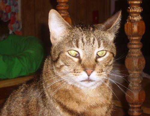 Cats - Rescued tabby cat.