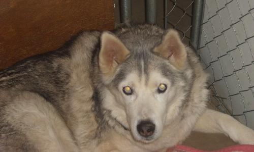 Siberian Husky - Siberian Husky rescue.