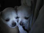 Chihuahua puppies - white and tan chihuahua puppies.
