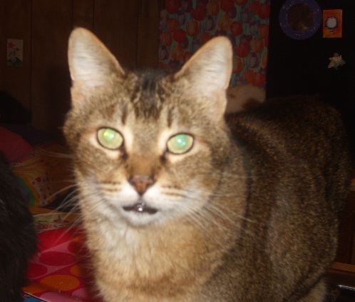 Tabby cat - Big tabby cat