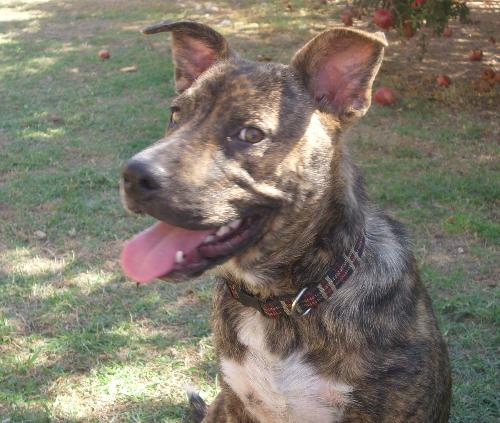 Pitbull puppy mix - Mixed pitbull puppy