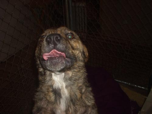 Brindle Pitbull puppy - Brindle Pitbull puppy rescued by an animal rescue.