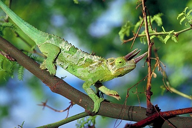 Jackson chameleon - This is not a picture of my chameleon, but it looks just like him. I had a very tall rubber tree in my home and the chameleon lived on it. Some people who came over had a problem with him, but it was his home. They either got used to him, or we met outside my house.