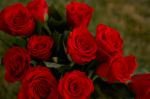 roses - bunch of red roses..