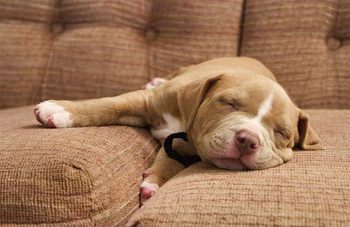 couch - pup on a couch