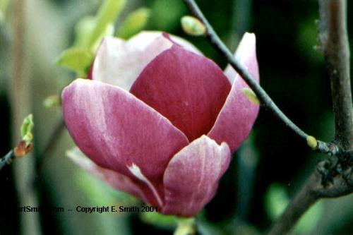 Beauty of the nature - Flower is ispiraion of the every person.