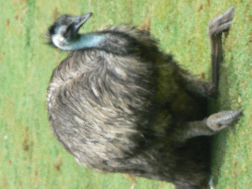 bird - Taken from Lone Pine, Koala Sanctuary, Brisbane, Queensland, Australia.