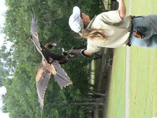 bird - Photo taken from Lone Pine Koala Santuary.