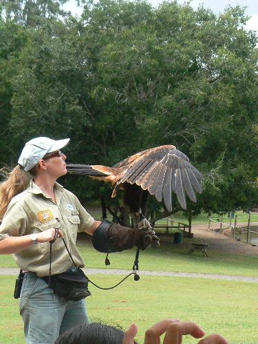bird - Bird show at Lone Pine, Brisbane, Australia
