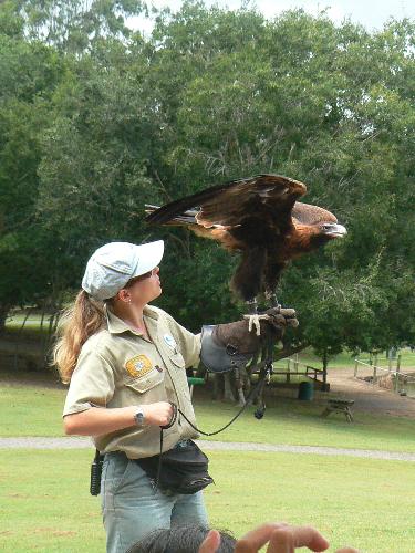 bird - Bird Show at Lone Pine, Brisbane, Australia
