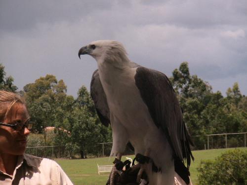 bird - Bird show at Lone Pine Koala Sunctuary, Australia