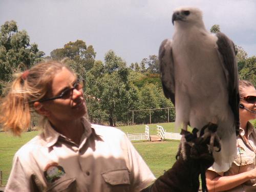 bird - Bird show at Lone Pine, Brisbane, Australia