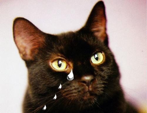 Pyewacket crying after being told he's grounded - Image of pyewacket