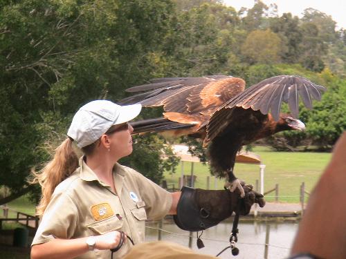 birds - Bird Show at Lone Pine Koala Sanctuary, Brisbane, Australia