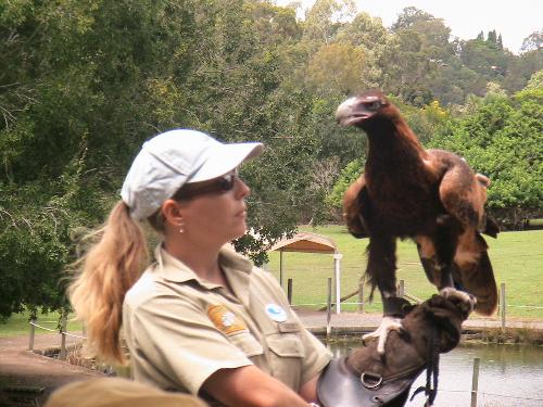 bird - Bird show at Lone Pine, Koala Sanctuary, Australia