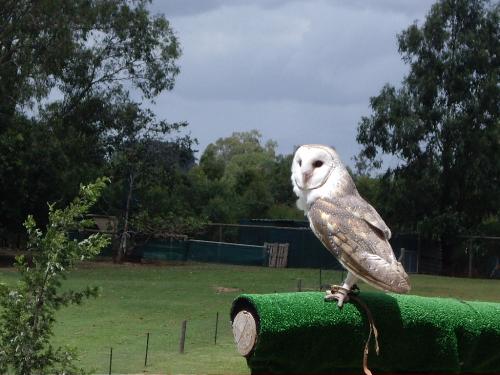 bird - this is the very owl used in the Harry Potter movie, it was borrowed from Australia