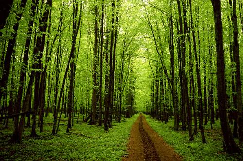 Helpful Trees - Plant more trees to help the nature grow