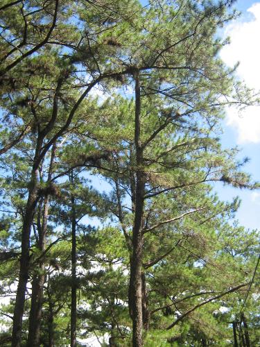 Great Old Pine Tree - This picture was taken from our trip in Baguio just last july. I just love how this pinetree looked like so I decided to take a picture of it. Hope you like it..!! ^_^