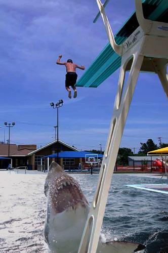 Shocking Picture - Man diving in mouth of whale?