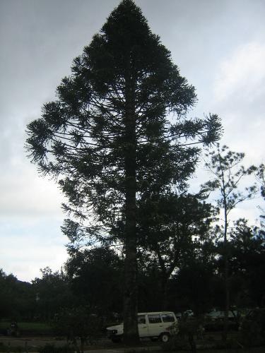 Lovely contrast - I took this this picture from our Baguio trip last July. We were chillin' out at Burnham park when I noticed how this tree beautifully stood out against the falling night. I just wished that the van wasn't there when I took the picture. But it nevertheless I find the picture real pretty. What do you think..? ^_^