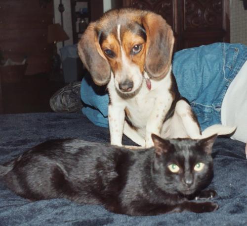 Rogue The Guardian - my protector.. here with my hell hound, Baskerville.