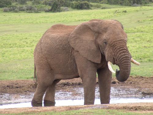 Elephant - I am afraid of elephant
