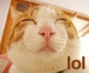 lol - LOL kitty