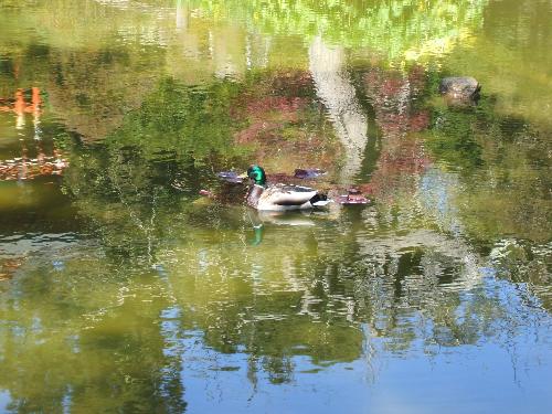 Duck duck goose! - A mallard duck swimming in the pond in the Japanese Tea Garden in San Francisco, California.