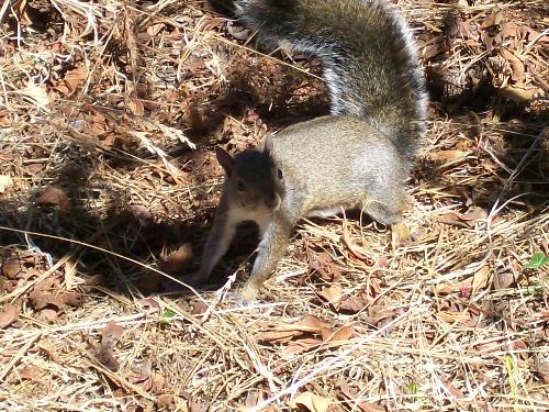 Squirrel - This is a photo I took of a squirrel when we were touring around in the San Francisco Botanical Gardens located in Golden Gate Park in California.