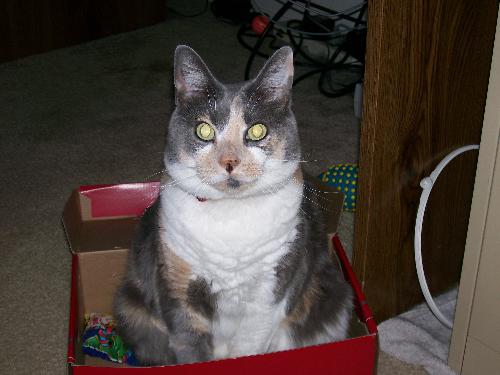 My Calico Cat - This is a picture of my Calico cat named Shady. She is 5 years old and loves to eat just about anything and everything all of the time! Needless to say, she is quite plump.