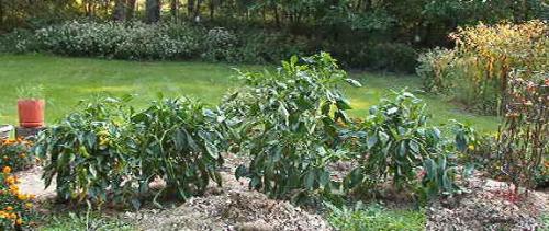 Peppers still going strong - Banana pepper on the left and sickly cherry tomato on the right with green bell peppers inbetween.