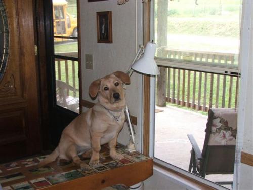 Daisy - This is my daisy she was 8 months old in this.On sept 5,08 i lost her and she is in doggie heaven.she got hit by a pick up in front of my house.That was a very sad day.