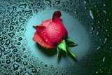 Rose  - A beautiful rose .....