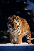 A Lion On Evening Walk  - A Lion On Morning Walk lol