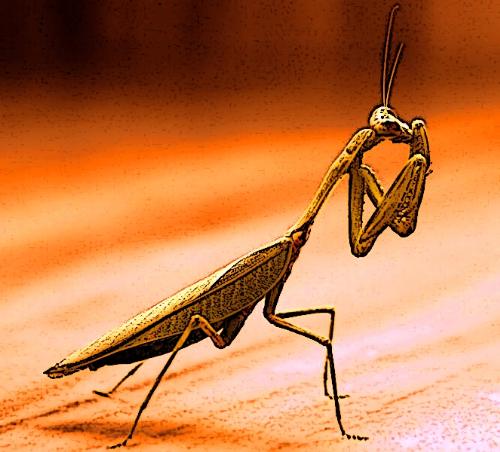 87 million year old praying mantis - Scientists found an 87 million year old praying mantis frozen in Amber in Japan. This animal may be a missing link between Cretaceous period and modern-day bugs? 87 million year old praying mantis - Scientists found an 87 million year old praying mantis frozen in Amber in Japan. This animal may be a missing link between Cretaceous period and modern-day bugs?