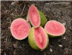 guava - Guava is often considered as 'SUPERFRUIT',being rich in Vitamins A and Vitamins C, omega 3 and 6 (mainly in guava seeds) and especially high level of dietary fiber.