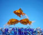 fish - Fishes of the Reef