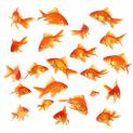 fish - Group of fishes