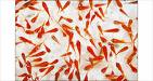 fish - Group of fishes