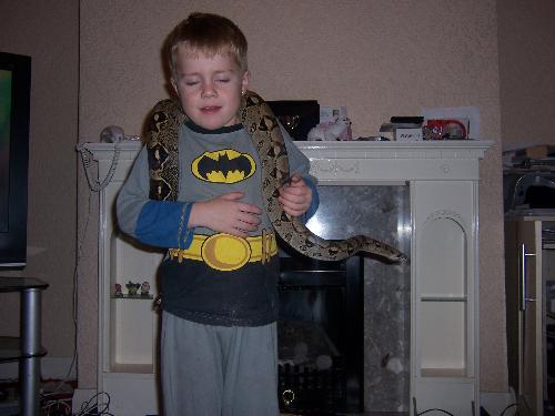 My son with a Boa Constrictor! - 2 and a half year old boa constrictor, that is a pet. My son with a Boa Constrictor! - 2 and a half year old boa constrictor, that is a pet.