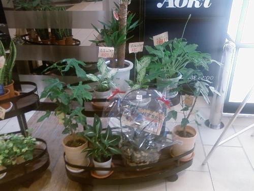 gardening - gardening, nursery, plants, flowers, bushes