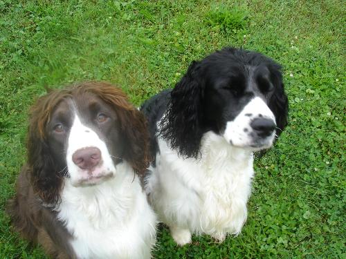 Kiehin and Nikki  - Kiehin (liver and white)will be 2 years old on 2 Jan. His sister, Nikki, will be 3 yrs in April.