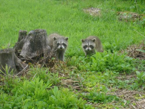 Abandoned Baby Raccoons - July 2008 - Little babies without a momma, so cute ...