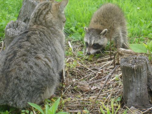 Our Adopted Cat Visiting the Baby Raccoon - This is our male dropoff that is not afraid of anything. He was curious about these visitors and wanted to check them out.