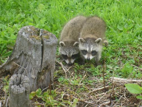 Abandoned Baby Raccoons - July 2008 - It was awesome to be able to get so close to these little ones...