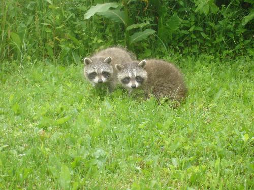 Baby Raccoons Abandoned - July 2008 - This was a final photo of them as they headed off into the next field. I could only hope that they would be ok. Perhaps someone at the farm up the road took them in...