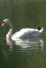 Swan - So graceful!