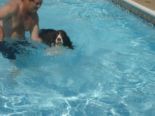 Kiehin Swimming - Summer 2008 - Contrary to what most of us believe, most dogs are not natural swimmers and in a sense, have to be taught what to do in the water. Kiehin loves to go swimming, while Nikki could take it or leave it.