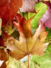 Fall Time - Spring and Fall full of wonderful colors